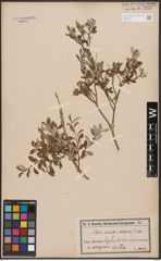 Salix aurita L. x Salix repens L.